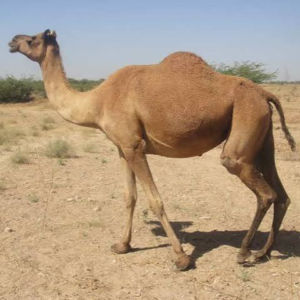 شتر کُتچی