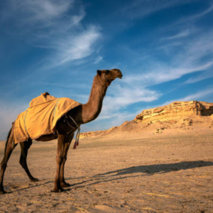شتر پهوالی