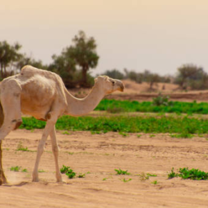 شتر آزاواد