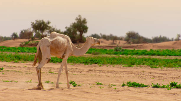 شتر آزاواد