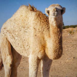 شتر اولاد سیدی شیخ