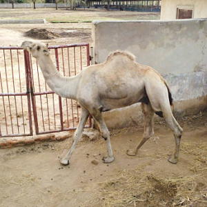 شتر بربری