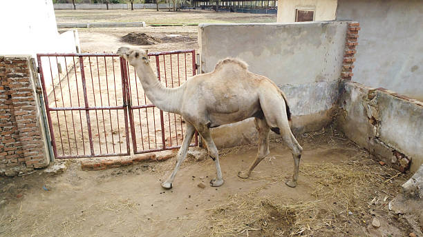 شتر بربری