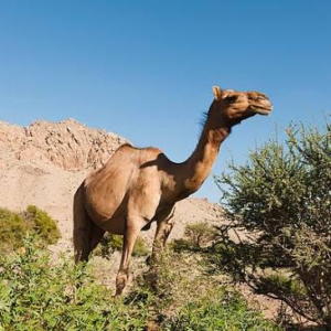 شتر حمراء