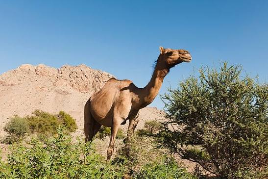 شتر حمراء