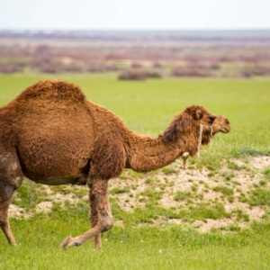 شتر تاریم