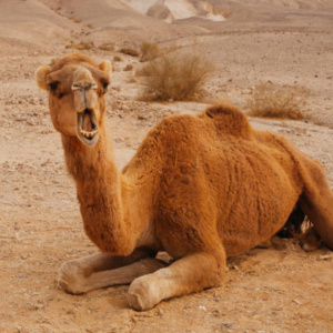 شتر شونیت