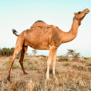 شتر سواری