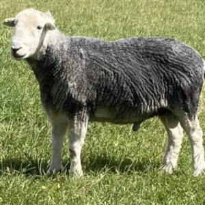 گوسفند هردویک