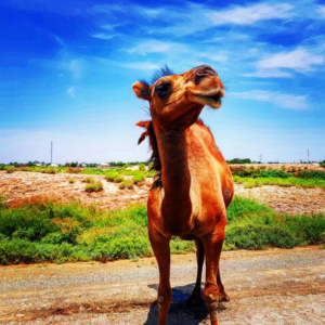 شتر لحوی