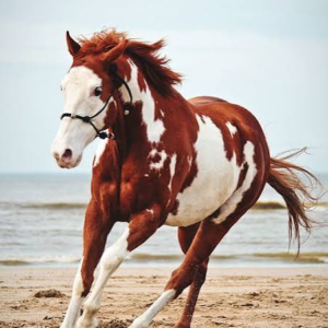 اسب پینت هورس