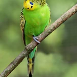 طوطی مرغ عشق