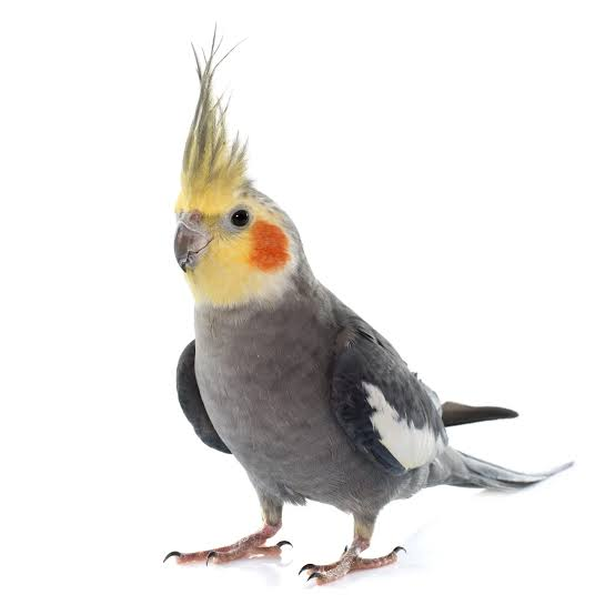 طوطی کاکاتیل