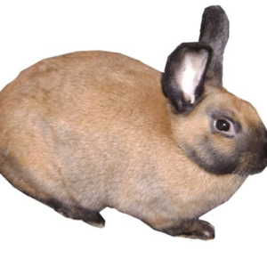 خرگوش سینامون