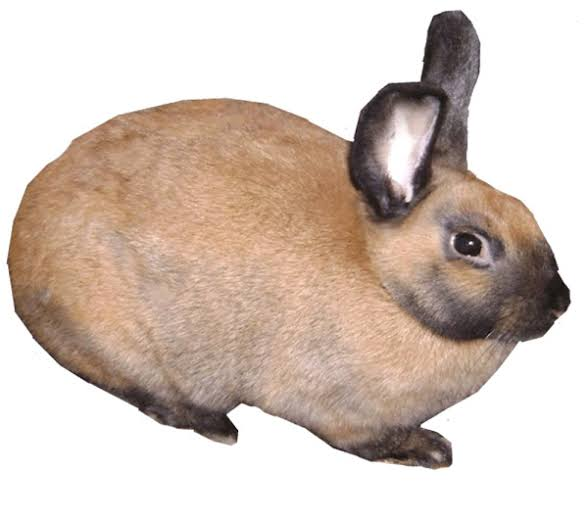 خرگوش سینامون