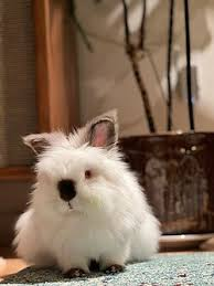 خرگوش لاین‌هد (Lionhead Rabbit)