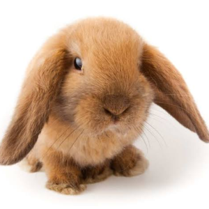 خرگوش مینی لاپ (Mini Lop)