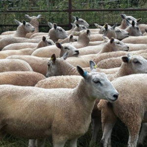 گوسفند لستر آبی‌چهره