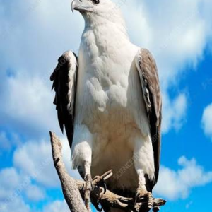 عقاب دریایی شکم‌سفید (White-bellied Sea-eagle)