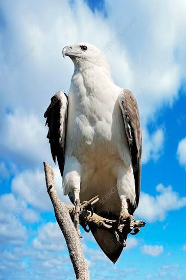 عقاب دریایی شکمسفید (White-bellied Sea-eagle)