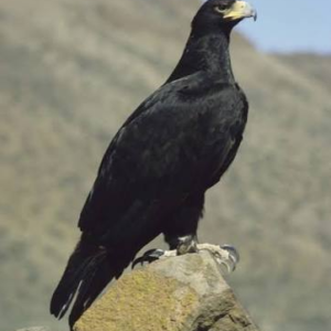 عقاب سیاه