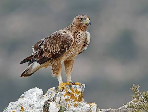 عقاب بونلی (Aquila fasciata)
