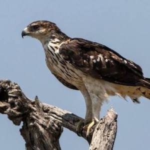 عقاب کاسین هاوک (Aquila africana)