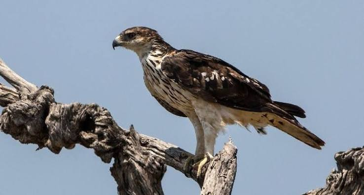 عقاب کاسین هاوک (Aquila africana) یکی از پرندگان شکاری زیبا و نسبتاً نادر است که در جنگلهای بارانی غرب و مرکز آفریقا زندگی میکند. طول بدن این عقاب حدود ۵۰ تا ۶۵ سانتیمتر، فاصلهٔ دو سر بالهای آن حدود ۱٫۱ تا ۱٫۴ متر و وزنش تقریباً بین ۱ تا ۱٫۵ کیلوگرم است. این پرنده دارای بالهای گرد، دم بلند، منقار قوی و چنگالهای تیز است و بیشتر از پرندگان، سنجابها، خزندگان و پستانداران کوچک تغذیه میکند. عقاب کاسین هاوک شکارچی ماهری است که در میان درختان جنگل با چابکی زیاد حرکت کرده و شکار خود را غافلگیر میکند. این گونه به دلیل وابستگی به جنگلهای انبوه، از نابودی زیستگاه طبیعی آسیب میبیند، اما در حال حاضر در فهرست گونههای کمترین نگرانی (Least Concern) قرار دارد.عقاب کاسین هاوک (Aquila africana)