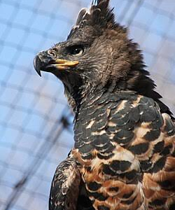 عقاب تاج‌دار (Stephanoaetus coronatus)