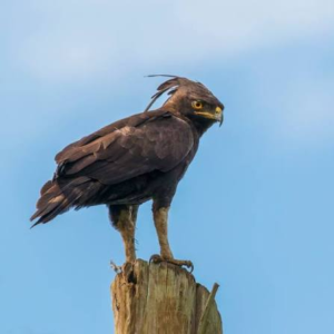 عقاب کاکل‌دار (Morphnus guianensis)