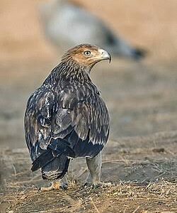 عقاب شاهی شرقی (Aquila heliaca)