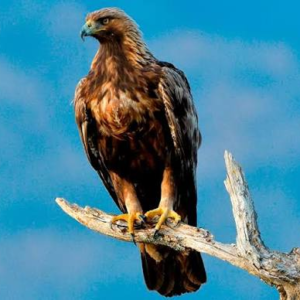 عقاب طلایی (Aquila chrysaetos)