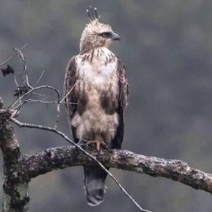 عقاب هاک ایگل (Hawk Eagle)