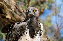 عقاب مارشل (Martial Eagle)