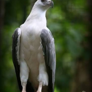 عقاب کوتوله (Pygmy Eagle)