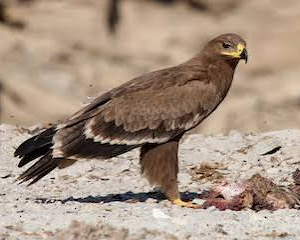 عقاب استپی (Steppe Eagle)