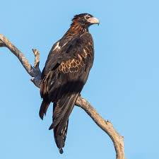 عقاب دم‌گوه‌ای (Wedge-tailed Eagle)