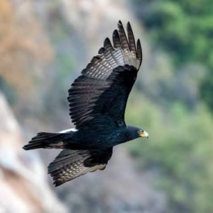 عقاب وِروکس (Verreaux’s Eagle)