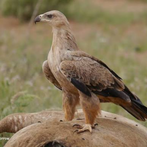 عقاب قهوه‌ای (Tawny Eagle)