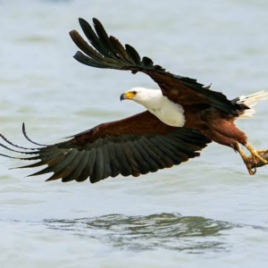 عقاب ماهی‌گیر قهوه‌ای (Tawny Fish Eagle)