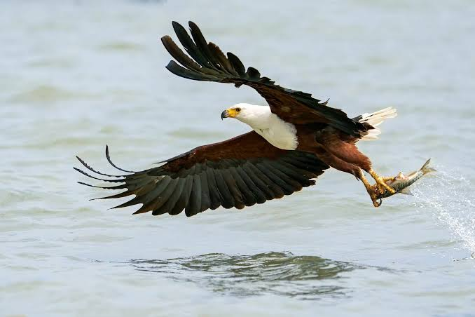 عقاب ماهیگیر قهوهای (Tawny Fish Eagle)