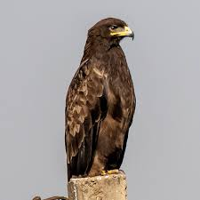 عقاب خالدار هندی (Indian Spotted Eagle)