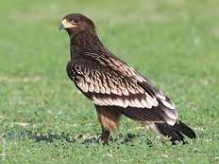 عقاب خالدار بزرگ (Greater Spotted Eagle)