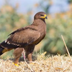 عقاب خالدار کوچک (Lesser Spotted Eagle)