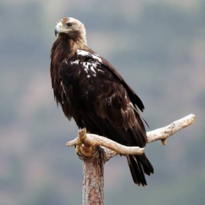 عقاب امپراتوری اسپانیایی (Spanish Imperial Eagle)