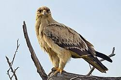عقاب آکیلا (Aquila Eagle)