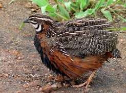 بودنه کوتورنیکس (Coturnix Quail)