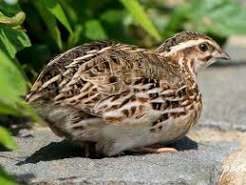 بودنه جاپانی (Japanese Quail)