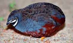 بودنه کینگ (King Quail)