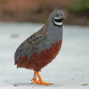 بودنه چینی رنگین (Chinese Painted Quail)